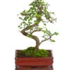 Bonsai Chinesische Ulme - Ulmus Parviflora, 8 Jahre 1 Bonsai Chinesische Ulme - Ulmus Parviflora, 8 Jahre -Haus Pflanzen Welt 7976988 WE FS 001 BonsaiChinesischeUlmeUlmusParviflora8JahreDehnerExpressHerzig2