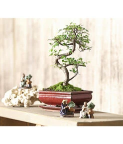 Bonsai Chinesische Ulme - Ulmus Parviflora, 8 Jahre -Haus Pflanzen Welt 7976988 WE MO 001 BonsaiChinesischeUlmeUlmusParviflora8JahreDehnerExpressHerzig2