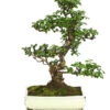 Bonsai Fukientee - Carmona Microphylla, 12-15 Jahre 2 Bonsai Fukientee - Carmona Microphylla, 12-15 Jahre -Haus Pflanzen Welt 7976996 WE FS 001 BonsaiFukienteeCarmonaMicrophyllaBis15JahreDehnerExpressHerzig3