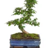 Bonsai Fukientee - Carmona Microphylla, 10 Jahre