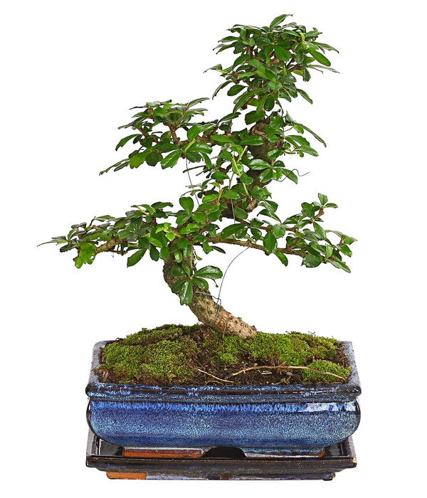Bonsai Fukientee - Carmona Microphylla, 10 Jahre