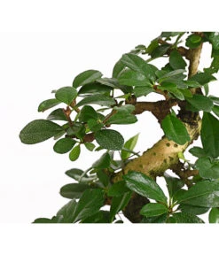 Bonsai Fukientee - Carmona Microphylla, 8 Jahre -Haus Pflanzen Welt 7977010 WE DE 001 BonsaiFukienteeCarmonaMicrophylla8JahreDehnerExpressHerzig2