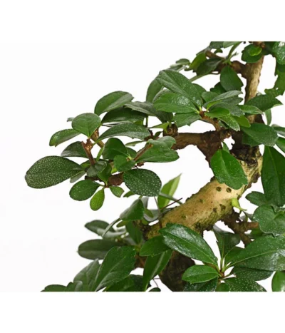 Bonsai Fukientee - Carmona Microphylla, 8 Jahre -Haus Pflanzen Welt 7977010 WE DE 001 BonsaiFukienteeCarmonaMicrophylla8JahreDehnerExpressHerzig2