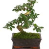 Bonsai Fukientee - Carmona Microphylla, 8 Jahre 2 Bonsai Fukientee - Carmona Microphylla, 8 Jahre -Haus Pflanzen Welt 7977010 WE FS 001 BonsaiFukienteeCarmonaMicrophylla8JahreDehnerExpressHerzig3