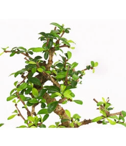 Bonsai Fukientee - Carmona Microphylla, 6 Jahre -Haus Pflanzen Welt 7977028 WE DE 001 BonsaiFukienteeCarmonaMicrophylla6JahreDehnerExpressHerzig