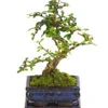Bonsai Fukientee - Carmona Microphylla, 6 Jahre 1 Bonsai Fukientee - Carmona Microphylla, 6 Jahre -Haus Pflanzen Welt 7977028 WE FS 001 BonsaiFukienteeCarmonaMicrophylla6JahreDehnerExpressHerzig