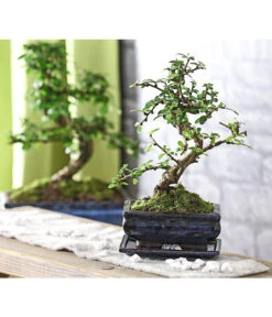 Bonsai Fukientee - Carmona Microphylla, 6 Jahre -Haus Pflanzen Welt 7977028 WE MO 001 BonsaiFukienteeCarmonaMicrophylla6JahreDehnerExpressHerzig