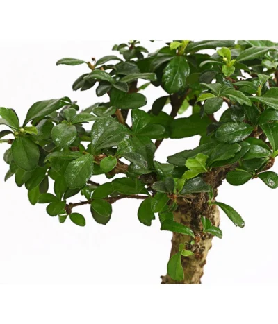 Bonsai Fukientee - Carmona Microphylla, Kugelförmig, 6 Jahre -Haus Pflanzen Welt 7977036 WE DE 001 BonsaiFukienteeCarmonaMicrophylla6JahreKugelformDehnerExpressHerzig