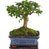 Bonsai Fukientee - Carmona Microphylla, Kugelförmig, 6 Jahre -Haus Pflanzen Welt 7977036 WE FS 001 BonsaiFukienteeCarmonaMicrophylla6JahreKugelformDehnerExpressHerzig