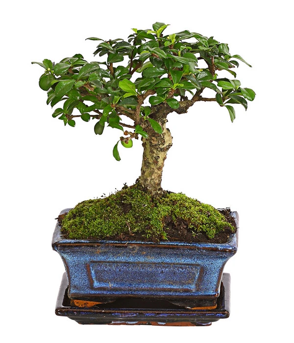 Bonsai Fukientee - Carmona Microphylla, Kugelförmig, 6 Jahre 3 Bonsai Fukientee - Carmona Microphylla, Kugelförmig, 6 Jahre