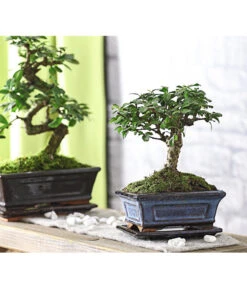 Bonsai Fukientee - Carmona Microphylla, Kugelförmig, 6 Jahre 6 Bonsai Fukientee - Carmona Microphylla, Kugelförmig, 6 Jahre -Haus Pflanzen Welt 7977036 WE MO 001 BonsaiFukienteeCarmonaMicrophylla6JahreKugelformDehnerExpressHerzig