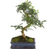Bonsai Szechuan-Pfeffer - Zanthoxylum Piperitum, 10 Jahre -Haus Pflanzen Welt 7977044 WE FS 001 BonsaiSzechuanPfefferZanthoxylumPiperitum10JahreDehnerExpressHerzig