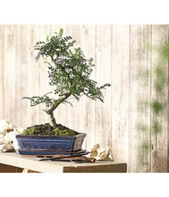 Bonsai Szechuan-Pfeffer - Zanthoxylum Piperitum, 10 Jahre -Haus Pflanzen Welt 7977044 WE MO 001 BonsaiSzechuanPfefferZanthoxylumPiperitum10JahreDehnerExpressHerzig
