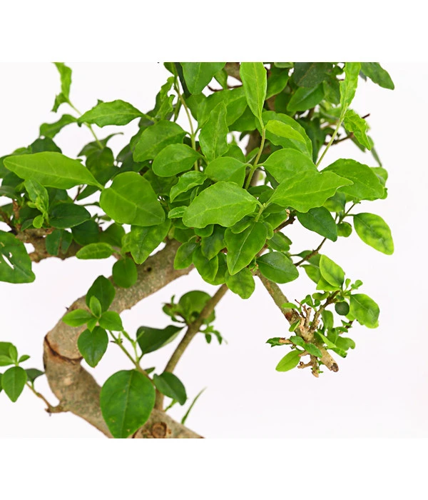 Bonsai Chinesischer Liguster - Ligustrum Sinensis, Anfänger-Set 5 Bonsai Chinesischer Liguster - Ligustrum Sinensis, Anfänger-Set – Bild 3