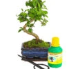 Bonsai Chinesischer Liguster - Ligustrum Sinensis, Anfänger-Set 1 Bonsai Chinesischer Liguster - Ligustrum Sinensis, Anfänger-Set -Haus Pflanzen Welt 7977069 WE FS 001 GeschenksetBonsaiChinesischerLigusterLigustrumSinensis6JahreDehnerExpressHerzig