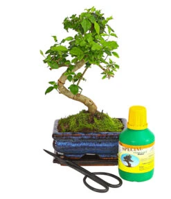 Bonsai Chinesischer Liguster - Ligustrum Sinensis, Anfänger-Set