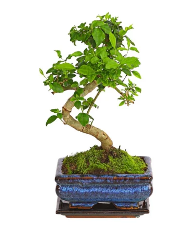 Bonsai Chinesischer Liguster - Ligustrum Sinensis, Anfänger-Set 7 Bonsai Chinesischer Liguster - Ligustrum Sinensis, Anfänger-Set -Haus Pflanzen Welt 7977069 WE FS 002 GeschenksetBonsaiChinesischerLigusterLigustrumSinensis6JahreDehnerExpressHerzig