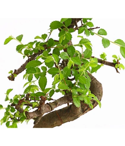 Bonsai Chinesische Ulme - Ulmus Parviflora, Anfänger-Set 9 Bonsai Chinesische Ulme - Ulmus Parviflora, Anfänger-Set -Haus Pflanzen Welt 7977085 WE DE 001 GeschenksetBonsaiChinesischeUlmeUlmusParviflora6JahreDehnerExpressHerzig