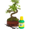 Bonsai Chinesische Ulme - Ulmus Parviflora, Anfänger-Set -Haus Pflanzen Welt 7977085 WE FS 001 GeschenksetBonsaiChinesischeUlmeUlmusParviflora6JahreDehnerExpressHerzig