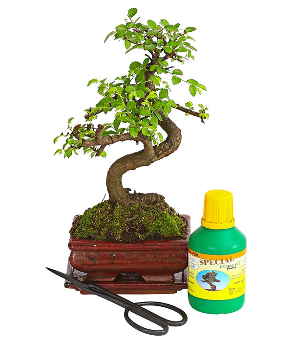 Bonsai Chinesische Ulme - Ulmus Parviflora, Anfänger-Set 3 Bonsai Chinesische Ulme - Ulmus Parviflora, Anfänger-Set