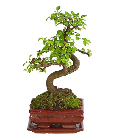 Bonsai Chinesische Ulme - Ulmus Parviflora, Anfänger-Set 7 Bonsai Chinesische Ulme - Ulmus Parviflora, Anfänger-Set -Haus Pflanzen Welt 7977085 WE FS 002 GeschenksetBonsaiChinesischeUlmeUlmusParviflora6JahreDehnerExpressHerzig