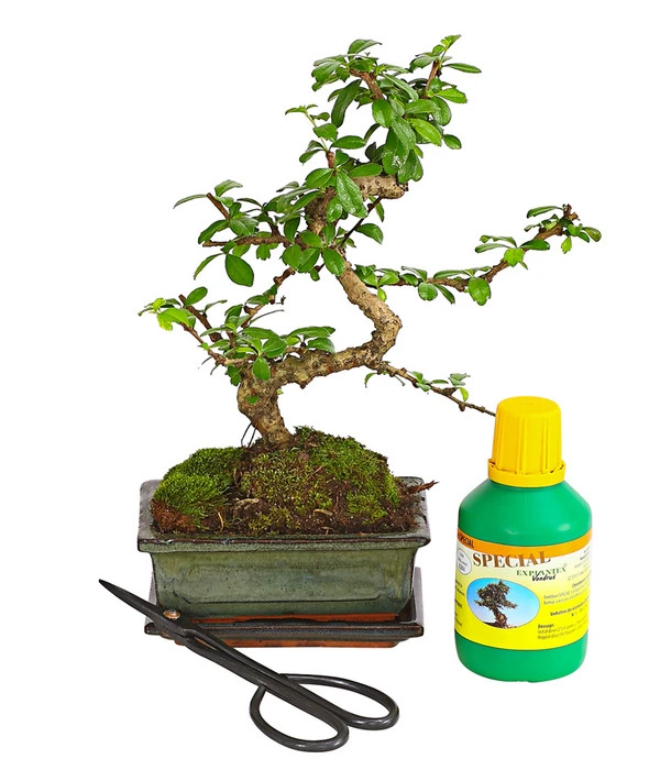 Bonsai Fukientee - Carmona Microphylla, Anfänger-Set 3 Bonsai Fukientee - Carmona Microphylla, Anfänger-Set