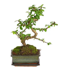 Bonsai Fukientee - Carmona Microphylla, Anfänger-Set 7 Bonsai Fukientee - Carmona Microphylla, Anfänger-Set -Haus Pflanzen Welt 7977101 WE FS 002 GeschenksetBonsaiFukienteeCarmonaMicrophylla6JahreDehnerExpressHerzig
