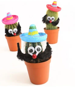 Kaktus Mit Sombrero - Cactaceae, Verschiedene Sorten -Haus Pflanzen Welt 7977291 WE DE 001 KakteenMitSombreroDehnerExpressHerzig