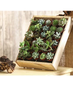 Mini Sukkulenten-Set, Verschiedene Sorten In Holzkiste, 30-teilig -Haus Pflanzen Welt 7977366 PR MO 001 MiniSukkulenten30erMixMitHolzkisteT3DehnerExpressHerzig