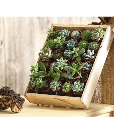 Mini Sukkulenten-Set, Verschiedene Sorten In Holzkiste, 30-teilig -Haus Pflanzen Welt 7977366 PR MO 001 MiniSukkulenten30erMixMitHolzkisteT3DehnerExpressHerzig