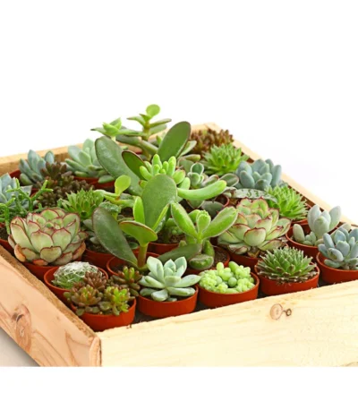 Mini Sukkulenten-Set, Verschiedene Sorten In Holzkiste, 30-teilig -Haus Pflanzen Welt 7977366 WE DE 001 MiniSukkulenten30erMixMitHolzkisteT3DehnerExpressHerzig