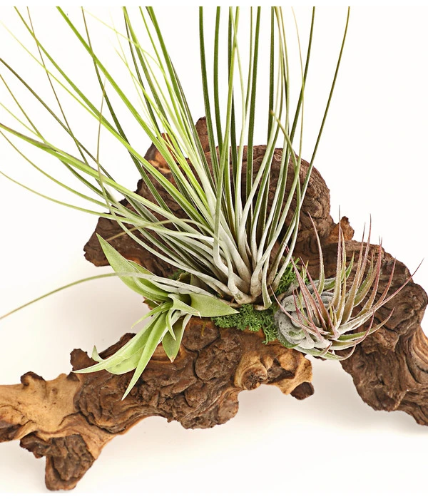Tillandsien-Arrangement Auf Mopani-Wurzel - Tillandsia Hybride, 3-teilig 4 Tillandsien-Arrangement Auf Mopani-Wurzel - Tillandsia Hybride, 3-teilig – Bild 2