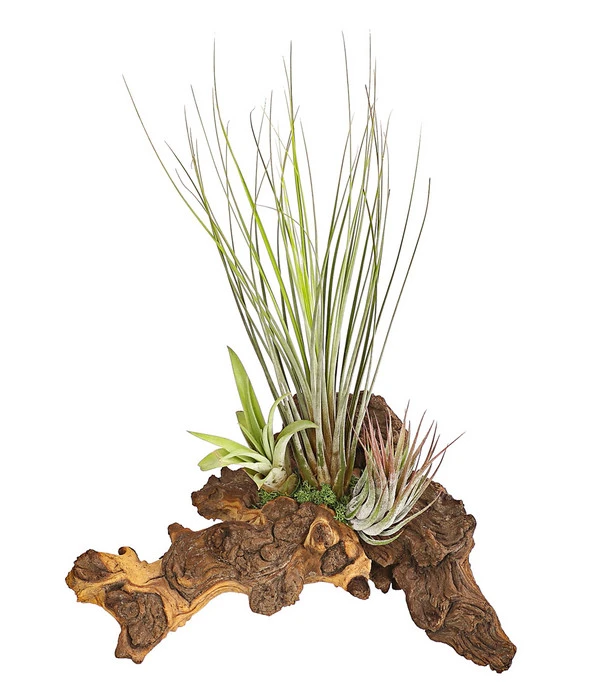 Tillandsien-Arrangement Auf Mopani-Wurzel - Tillandsia Hybride, 3-teilig 3 Tillandsien-Arrangement Auf Mopani-Wurzel - Tillandsia Hybride, 3-teilig