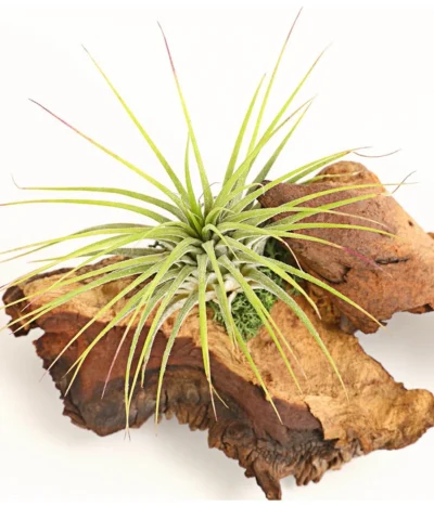 Tillandsien-Arrangement Auf Mopani-Wurzel - Tillandsia Hybride, 2-teilig 6 Tillandsien-Arrangement Auf Mopani-Wurzel - Tillandsia Hybride, 2-teilig -Haus Pflanzen Welt 7977606 WE DE 001 TIllandsienAufMopaniwurzelS1PflanzeDehnerExpressHerzig