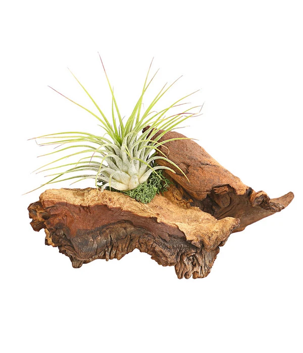 Tillandsien-Arrangement Auf Mopani-Wurzel - Tillandsia Hybride, 2-teilig 3 Tillandsien-Arrangement Auf Mopani-Wurzel - Tillandsia Hybride, 2-teilig