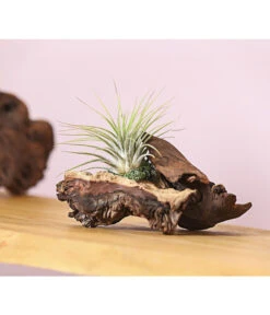 Tillandsien-Arrangement Auf Mopani-Wurzel - Tillandsia Hybride, 2-teilig 7 Tillandsien-Arrangement Auf Mopani-Wurzel - Tillandsia Hybride, 2-teilig -Haus Pflanzen Welt 7977606 WE MO 001 TIllandsienAufMopaniwurzelS1PflanzeDehnerExpressHerzig