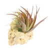 Tillandsien-Arrangement Auf Sansibar Rock - Tillandsia Hybride, 2-teilig -Haus Pflanzen Welt 7977622 WE FS 001 TIllandsienAufSansibarRockL2PflanzenDehnerExpressHerzig