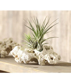 Tillandsien-Arrangement Auf Sansibar Rock - Tillandsia Hybride, 3-teilig -Haus Pflanzen Welt 7977630 WE MO 001 TIllandsienAufSansibarRockXL3PflanzenDehnerExpressHerzig
