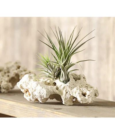 Tillandsien-Arrangement Auf Sansibar Rock - Tillandsia Hybride, 3-teilig -Haus Pflanzen Welt 7977630 WE MO 001 TIllandsienAufSansibarRockXL3PflanzenDehnerExpressHerzig