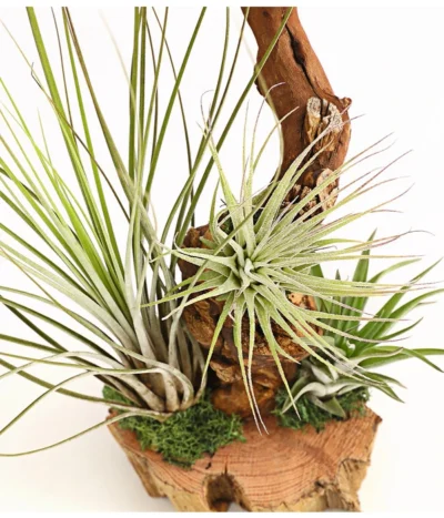 Tillandsien-Arrangement Auf Wurzelbaum - Tillandsia Hybride, 3-teilig 6 Tillandsien-Arrangement Auf Wurzelbaum - Tillandsia Hybride, 3-teilig -Haus Pflanzen Welt 7977648 WE DE 001 TillandsienAufWurzelbaum3PflanzenDehnerExpressHerzig