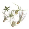 Tillandsien - Tillandsia Hybride, Verschiedene Sorten, 6-teilig 2 Tillandsien - Tillandsia Hybride, Verschiedene Sorten, 6-teilig -Haus Pflanzen Welt 7977663 WE FS 001 Tillandsien6erMixDehnerExpressHerzig