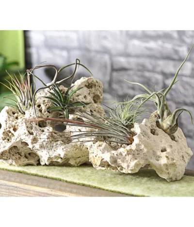 Tillandsien - Tillandsia Hybride, Verschiedene Sorten, 6-teilig -Haus Pflanzen Welt 7977663 WE MO 005 Tillandsien6erMix