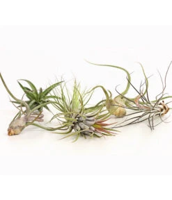 Tillandsien - Tillandsia Hybride, Verschiedene Sorten, 6-teilig -Haus Pflanzen Welt 7977663 we DE 001 Tillandsien6erMixDehnerExpressHerzig