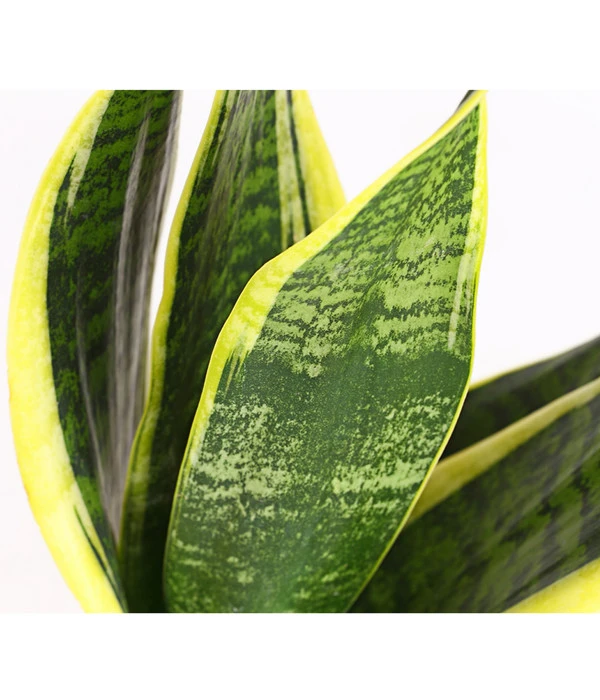 Bogenhanf - Sansevieria Trifasciata 4 Bogenhanf - Sansevieria Trifasciata – Bild 2