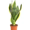 Bogenhanf - Sansevieria Trifasciata -Haus Pflanzen Welt 7977705 WE FS NEU BogenhanfSansevieriaTrifasciata8293375