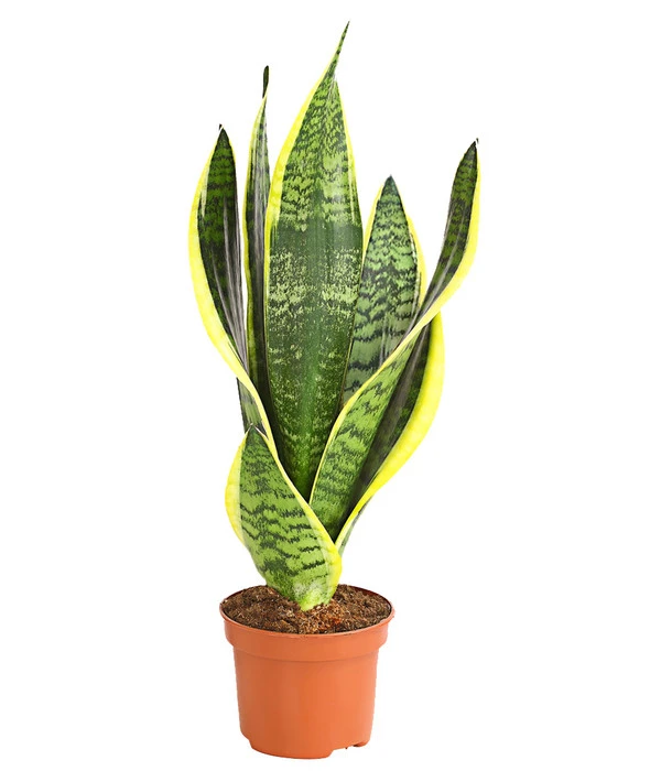 Bogenhanf - Sansevieria Trifasciata 3 Bogenhanf - Sansevieria Trifasciata
