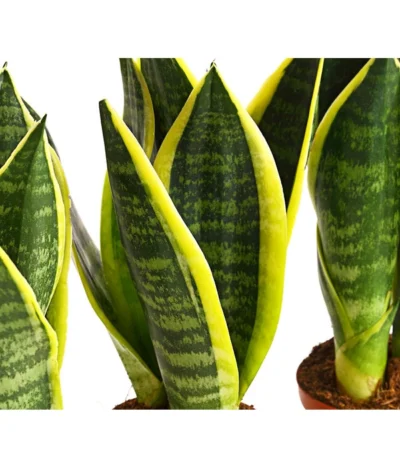 Bogenhanf - Sansevieria Trifasciata, 3er-Set 7 Bogenhanf - Sansevieria Trifasciata, 3er-Set -Haus Pflanzen Welt 7977713 PR DE 001 SansevieriaTrifasciataBogenhanf3erSetT9StreckeDehnerExpressHerzig