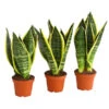 Bogenhanf - Sansevieria Trifasciata, 3er-Set 2 Bogenhanf - Sansevieria Trifasciata, 3er-Set -Haus Pflanzen Welt 7977713 PR FS 001 SansevieriaTrifasciataBogenhanf3erMixT9StreckeDehnerExpressHerzig