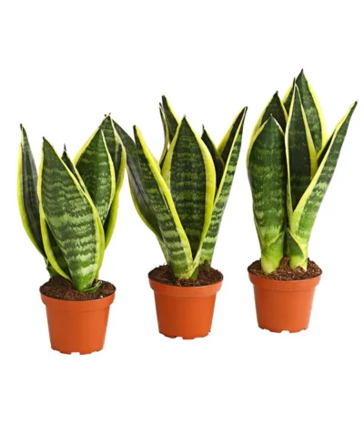 Bogenhanf - Sansevieria Trifasciata, 3er-Set