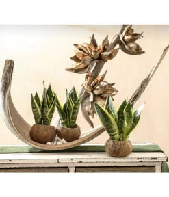 Bogenhanf - Sansevieria Trifasciata, 3er-Set -Haus Pflanzen Welt 7977713 PR MO 001 SansevieriaTrifasciataBogenhanf3erMixT9StreckeDehnerExpressHerzig